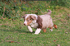 Australian Shepherd puppy