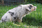 Australian Shepherd puppy