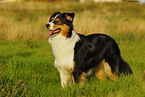 Australian Shepherd