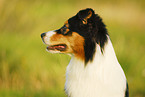 Australian Shepherd Portrait