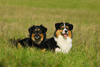 lying Australian Shepherd