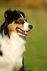 Australian Shepherd Portrait