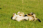 wallowing Australian Shepherd