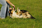 wallowing Australian Shepherd