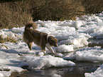 Australian Shepherd