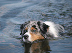 bathing Australian Shepherd