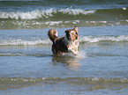 running Australian Shepherd