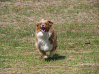 running Australian Shepherd