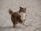 running Australian Shepherd