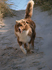 walking Australian Shepherd