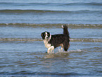 walking Australian Shepherd