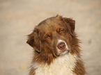 Australian Shepherd Portrait