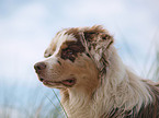 Australian Shepherd Portrait