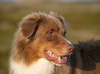 Australian Shepherd Portrait