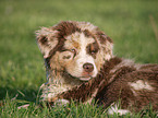 lying Australian Shepherd