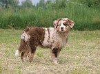 Australian Shepherd puppy