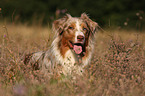 Australian Shepherd