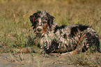 young Australian Shepherd