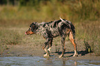 young Australian Shepherd