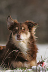 lying Australian Shepherd