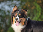 Australian Shepherd Portrait