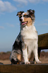 sitting young Australian Shepherd