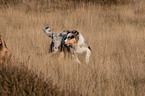 trotting young Australian Shepherd