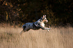 running young Australian Shepherd