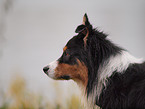 Australian Shepherd Portrait