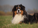 Australian Shepherd