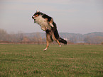 playing Australian Shepherd