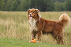 Australian Shepherd