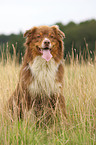 Australian Shepherd