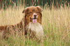 Australian Shepherd Portrait