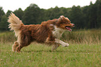 running Australian Shepherd