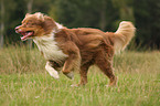 running Australian Shepherd