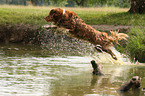 jumping Australian Shepherd