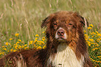 Australian Shepherd Portrait