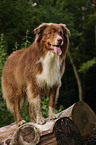 Australian Shepherd