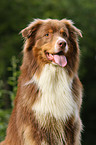 Australian Shepherd Portrait