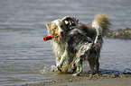 playing Australian Shepherds