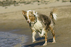 running Australian Shepherd