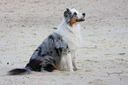 Australian Shepherd