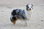 Australian Shepherd