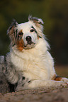 Australian Shepherd