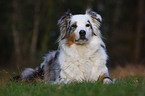 Australian Shepherd