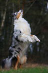 Australian Shepherd shows trick