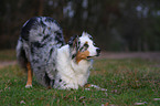 Australian Shepherd