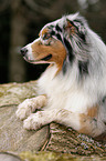 Australian Shepherd