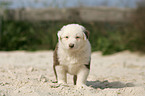 Australian Shepherd Puppy